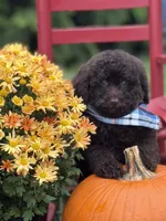 Sawyer , a male Miniature Goldendoodle for sale in Boonville, NC – 1 of 6