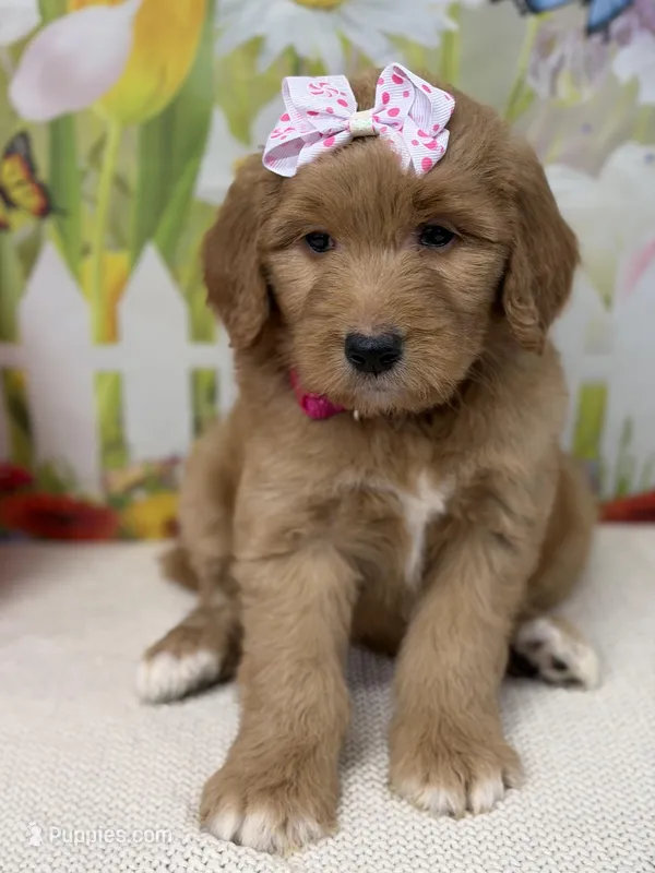 Greta  – Goldendoodle, Poodle - Standard  puppy for sale in Boonville, NC