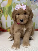 Greta , a female Goldendoodle and Poodle - Standard  for sale in Boonville, NC – Photo 1 of 3