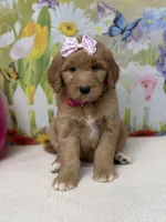 Greta , a female Goldendoodle and Poodle - Standard  for sale in Boonville, NC – Photo 2 of 3