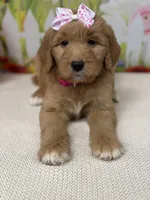Greta , a female Goldendoodle and Poodle - Standard  for sale in Boonville, NC – Photo 3 of 3