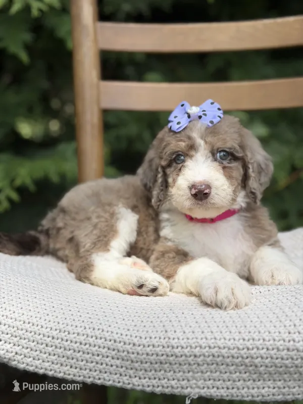 Honey  – Aussiedoodle, Poodle - Standard  puppy for sale in Boonville, NC