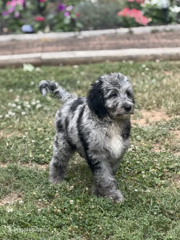 Cole  – Aussiedoodle, Poodle - Standard  puppy for sale in Boonville, NC