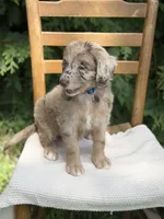 River , a male Aussiedoodle and Poodle - Standard  for sale in Boonville, NC – 2 of 6