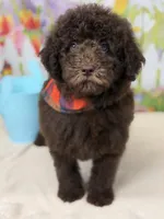 Benji, a male Miniature Goldendoodle for sale in Boonville, NC – Photo 1 of 6