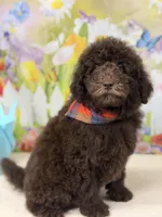 Benji, a male Miniature Goldendoodle for sale in Boonville, NC – Photo 4 of 6