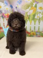 Benji, a male Miniature Goldendoodle for sale in Boonville, NC – Photo 5 of 6