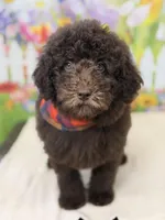 Benji, a male Miniature Goldendoodle for sale in Boonville, NC – Photo 3 of 6