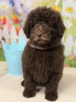 Benji, a male Miniature Goldendoodle for sale in Boonville, NC – Photo 6 of 6