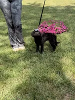 Delilah , a female Poodle - Miniature  and Miniature Goldendoodle for sale in Boonville, NC – 4 of 8