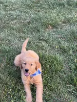 Milo, a male Golden Retriever for sale in Boonville, NC – 3 of 6