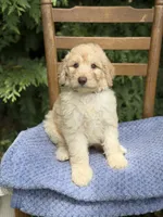 Tucker , a male Aussiedoodle and Poodle - Standard  for sale in Boonville, NC – 2 of 4