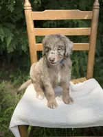 River , a male Aussiedoodle and Poodle - Standard  for sale in Boonville, NC – 3 of 6