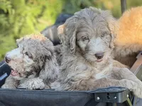 Boone , a male Aussiedoodle for sale in Boonville, NC – 2 of 5