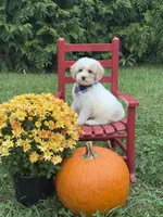 Griffin , a male Miniature Goldendoodle for sale in Boonville, NC – 1 of 8