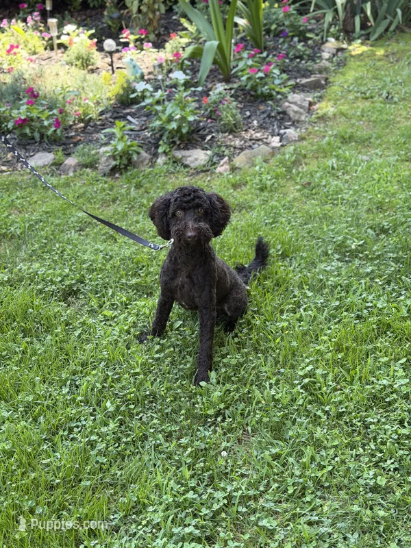 Jack  – Poodle - Miniature , Miniature Goldendoodle puppy for sale in Boonville, NC