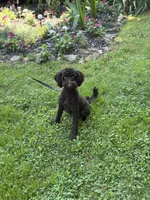 Jack , a male Poodle - Miniature  and Miniature Goldendoodle for sale in Boonville, NC – 1 of 2