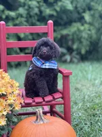Sawyer , a male Miniature Goldendoodle for sale in Boonville, NC – 4 of 6