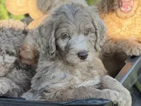 Boone , a male Aussiedoodle for sale in Boonville, NC – 1 of 5