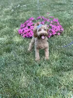 Maggie , a female Cockapoo and Poodle - Miniature  for sale in Boonville, NC – 7 of 7