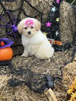 Lainey , a female Miniature Goldendoodle for sale in Boonville, NC – 2 of 6