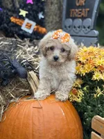 Callie, a female Miniature Goldendoodle for sale in Boonville, NC – 6 of 7