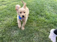 Wyatt, a male Golden Retriever for sale in Boonville, NC – Photo 6 of 6