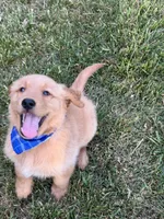 Wyatt, a male Golden Retriever for sale in Boonville, NC – Photo 3 of 6