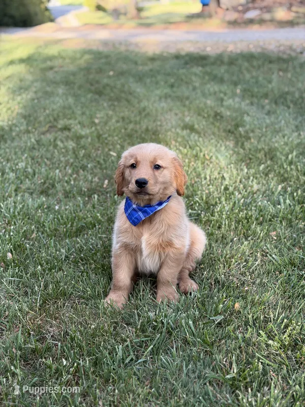 Wyatt – Golden Retriever puppy for sale in Boonville, NC