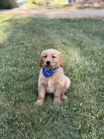 Wyatt, a male Golden Retriever for sale in Boonville, NC – Photo 1 of 6