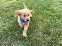 Wyatt, a male Golden Retriever for sale in Boonville, NC – Photo 5 of 6
