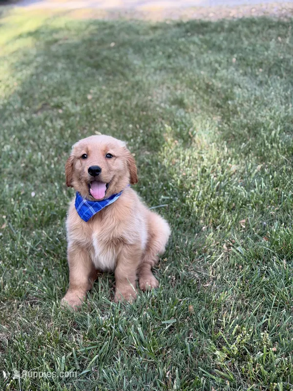 Wyatt – Golden Retriever puppy for sale in Boonville, NC