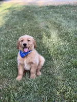 Wyatt, a male Golden Retriever for sale in Boonville, NC – Photo 2 of 6