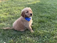 Wyatt, a male Golden Retriever for sale in Boonville, NC – Photo 4 of 6