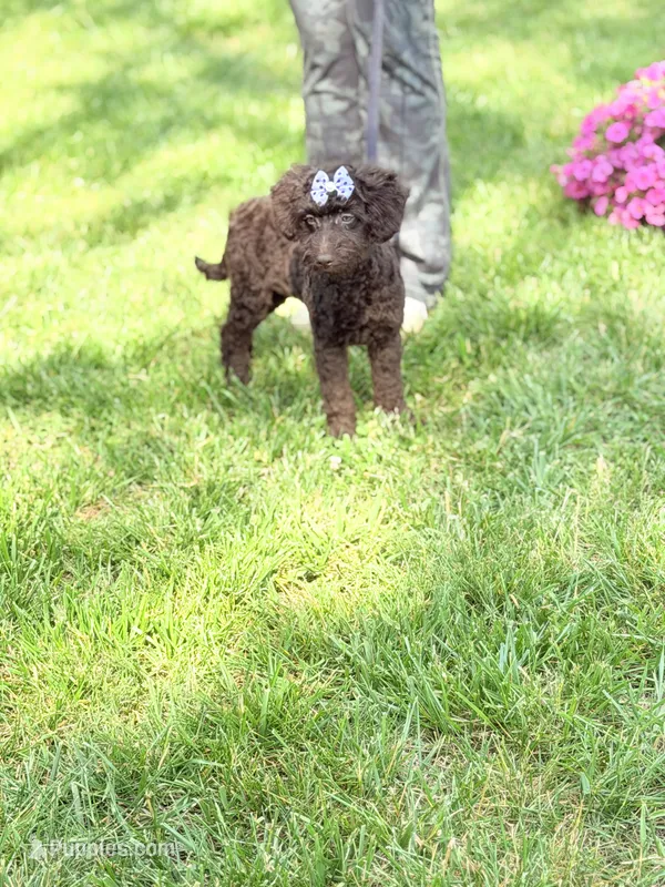 Delilah  – Poodle - Miniature , Miniature Goldendoodle puppy for sale in Boonville, NC