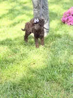 Delilah , a female Poodle - Miniature  and Miniature Goldendoodle for sale in Boonville, NC – 6 of 8