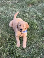 Milo, a male Golden Retriever for sale in Boonville, NC – 4 of 6