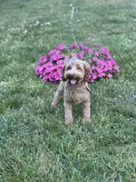 Maggie , a female Cockapoo and Poodle - Miniature  for sale in Boonville, NC – 6 of 7
