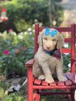Darcy, a female Aussiedoodle for sale in Boonville, NC – 2 of 4