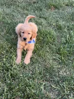 Milo, a male Golden Retriever for sale in Boonville, NC – 5 of 6
