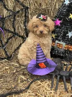 Anna, a female Miniature Goldendoodle for sale in Boonville, NC – 5 of 5