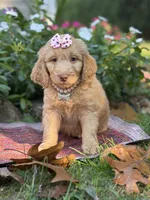 Nellie , a female Aussiedoodle for sale in Boonville, NC – 6 of 6