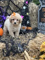 Callie, a female Miniature Goldendoodle for sale in Boonville, NC – 1 of 7