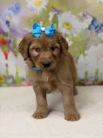 Gracie , a female Goldendoodle and Poodle - Standard  for sale in Boonville, NC – Photo 2 of 3