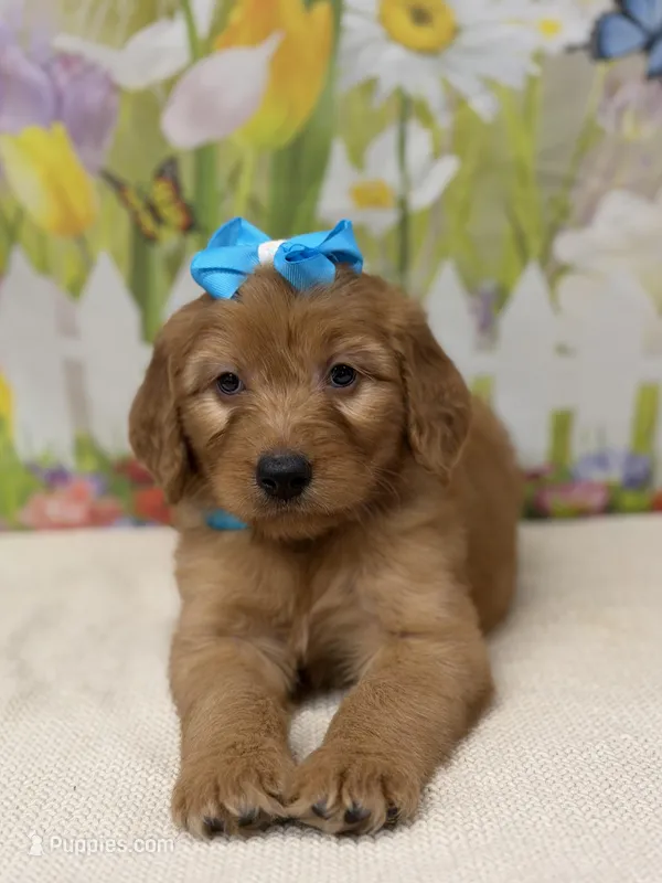 Gracie  – Goldendoodle, Poodle - Standard  puppy for sale in Boonville, NC