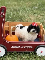 Maddie , a female Miniature Goldendoodle for sale in Boonville, NC – 2 of 10