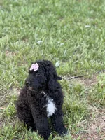 Bunnie , a female Cockapoo and Miniature Goldendoodle for sale in Boonville, NC – Photo 2 of 5