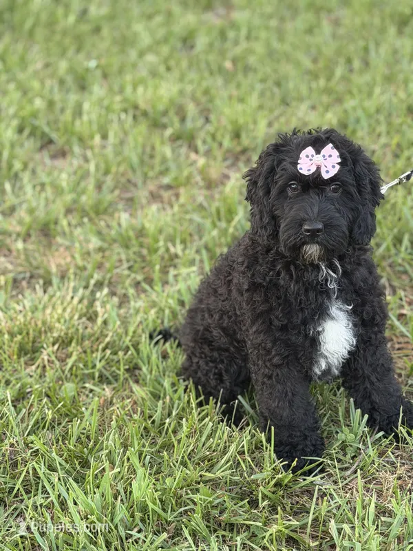 Bunnie , a female Cockapoo and Miniature Goldendoodle for sale in Boonville, NC – Photo 1 of 5