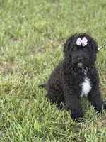 Bunnie , a female Cockapoo and Miniature Goldendoodle for sale in Boonville, NC – Photo 1 of 5