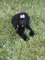 Bunnie , a female Cockapoo and Miniature Goldendoodle for sale in Boonville, NC – Photo 5 of 5